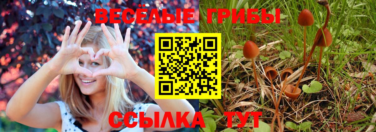 Псилоцибиновые грибы Cubensis Тара